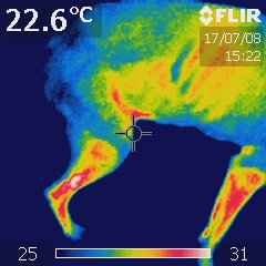 Thermal Image of a dog