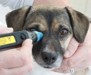Laser treatment being given to a dog